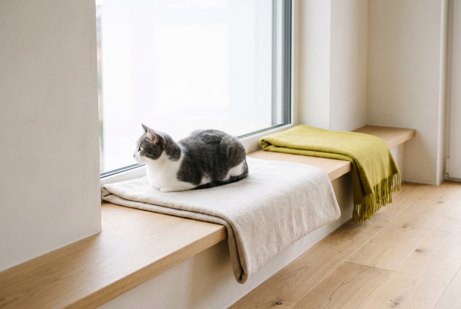 Katze liegt entspannt auf einer Decke am Fenster