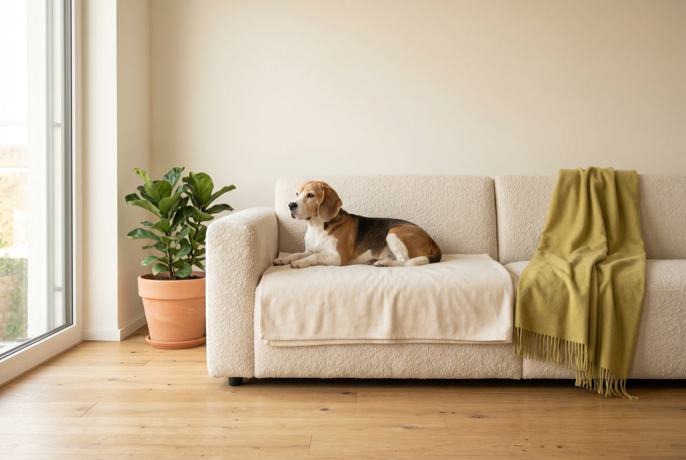 Giardien auf Sofa, Teppich und Textilien: So reinigst du dein Zuhause richtig